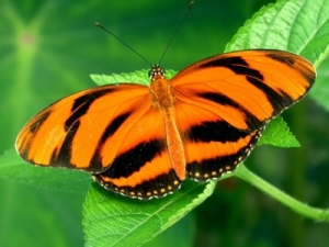 Animals_Butterfly_tiger_butterfly_Green_leaves_orange_and_black_Orange_124294_detail_thumb
